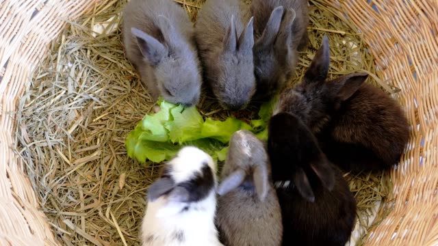Conejo-comiendo-verdura-en-un-nido-de-heno