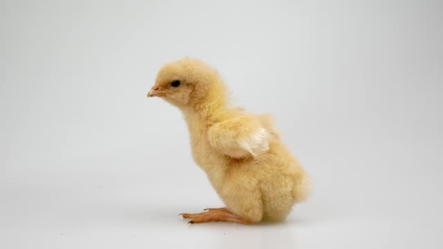 chick-on-a-white-background-Agriculture,-farm-and-Livestock-Concept