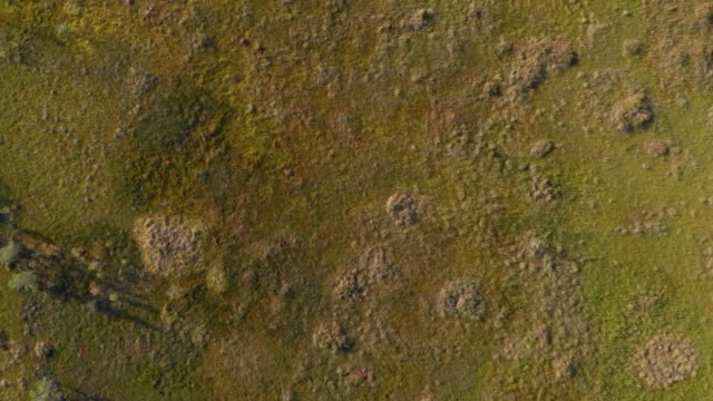 Pantano-pantano-marisma-aerial-vista-abstracta-de-pájaro-al-atardecer