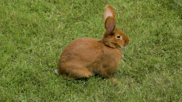 Fluffy-bunnies-on-the-grass