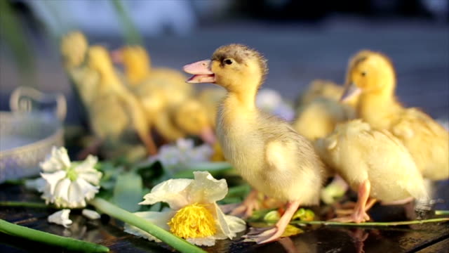 group-of-ducklings