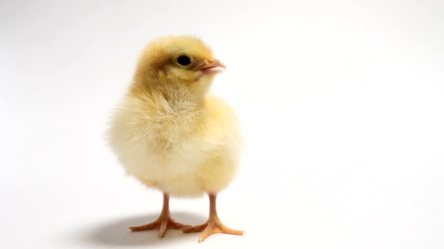 Baby-Chick-cantando-con-fondo-blanco