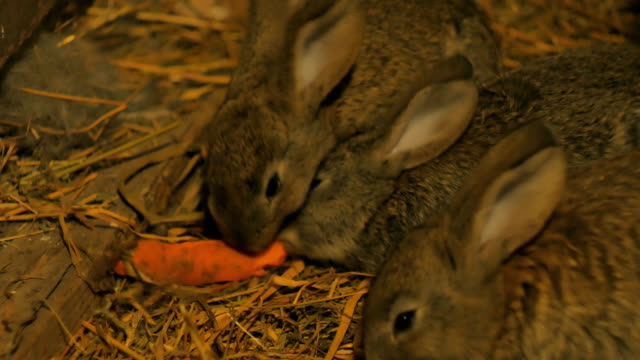 Kleine-Kaninchen-in-einer-Scheune-essen-Karotten-grau