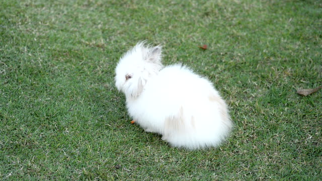 Kaninchen-auf-grünem-Gras