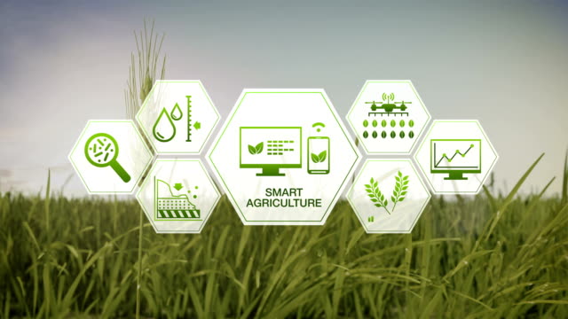 Intelligente-Landwirtschaft-Smart-Farming,-Sechseck-Grafik-Informationssymbol-auf-grünen-Gerstenfeld,-Internet-der-Dinge.-4.-industrielle-Revolution.-4K.