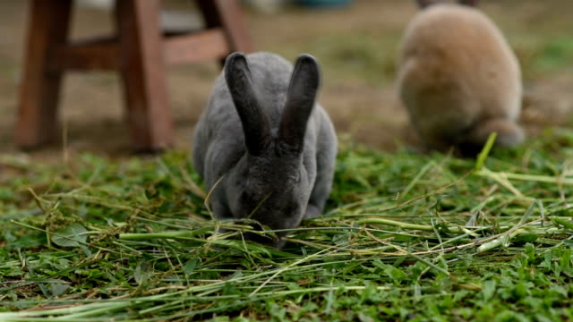 Kaninchen-essen-Rasen-auf-dem-Boden-in-den-Käfig