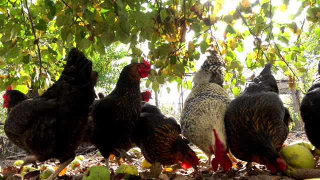 Glücklichen-freilaufenden-Hühnern-auf-einem-Bio-Bauernhof
