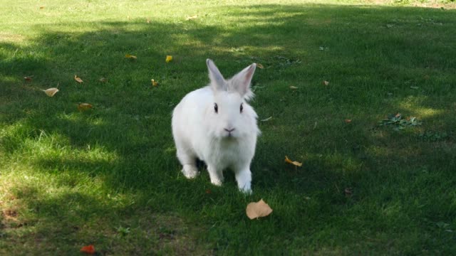 pequeño-conejo-blanco-en-la-pradera