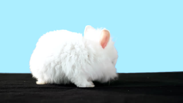 Adorable-bunny-stands-on-black-carpet-with-green-screen-alpha