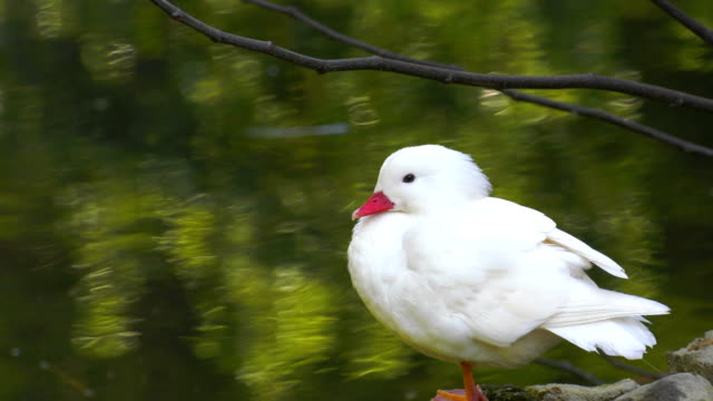 White-Baby-Animal-Duck-and-Lake