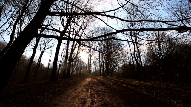 Camera-movement-between-trees-without-leaves.-The-sun-shines-into-the-camera-against-the-blue-sky-and-branches.-The-dark-countryside