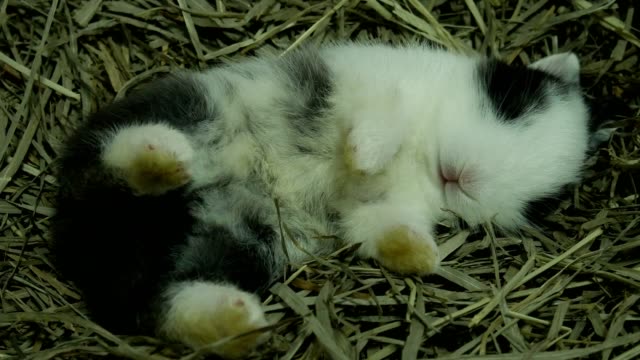 Adorable-conejo-bebé-veinte-días-en-un-nido-de-heno
