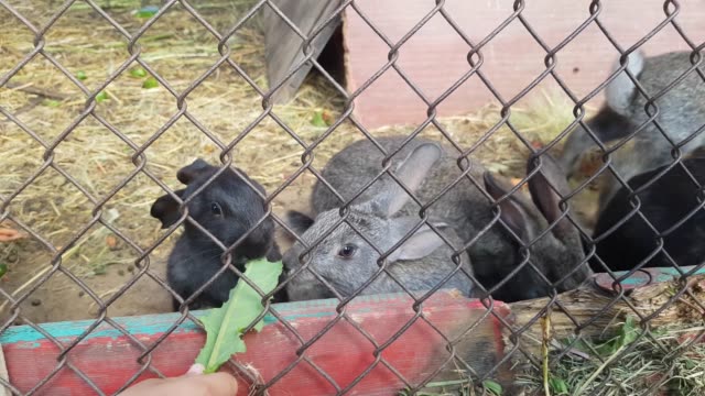 Pequeñas-manos-de-niño-alimentan-lindos-conejos-grises-y-negros-en-la-jaula