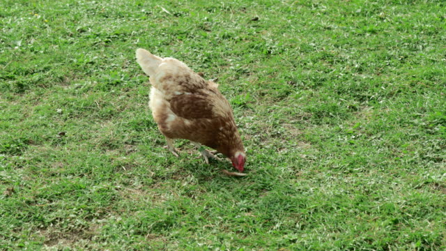 pollo-blanco-pardo-que-pasa-sobre-un-prado-verde-y-se-escoge-en-un-tazón-de-mandarina.-ligera-mente-lenta-
4K-UHD-Prores-HQ-29.97