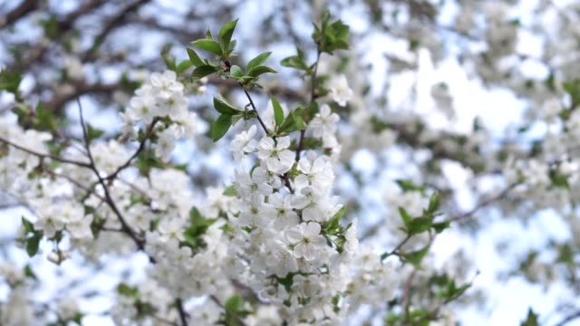 flor-de-cerezo,-flor-de-cerezo,-cerezo-en-flor-japonés-en-el-árbol-Sakura.-Cerezos-en-flor.