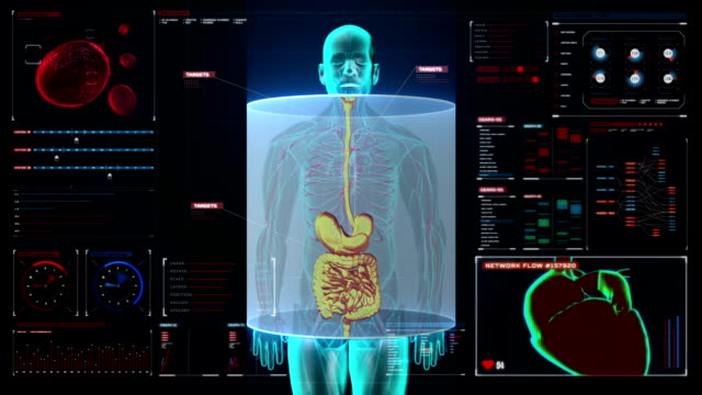 Menschliche-Organe,-Verdauungssystem-in-Digitalanzeige.-Ansicht-von-vorne.