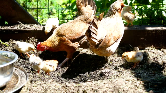 junges-Huhn-zu-Fuß-mit-ihrem-kleinen-Hühner-im-freien