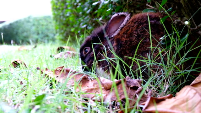 Lindo-conejo-marrón-enfermo,-oído-enfermo-tumbarse-sobre-la-hierba-en-el-bosque-de-Tailandia,-UHD-4K-video