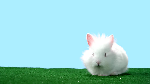 Adorable-bunny-lays-down-and-rests-on-green-turf-shot-with-alpha-channel