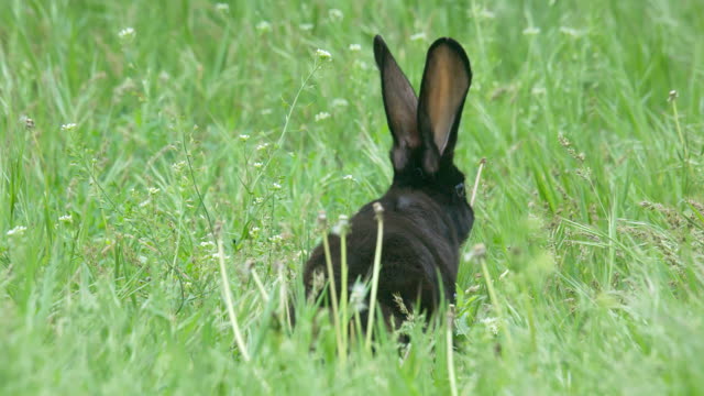 Telephoto-shot-of-a-rabbit-sneaking-in-the-green-grass