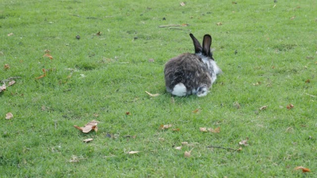 Animal-doméstico-joven-fluffy-bunny-en-la-hierba-comiendo-y-relajantes-imágenes-de-4K-2160p-30fps-UltraHD---liebre-en-el-medio-natural-comer-hierba-4K-3840-X-2160-UHD-video