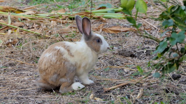 Conejo-doméstico-tailandés-en-la-naturaleza.