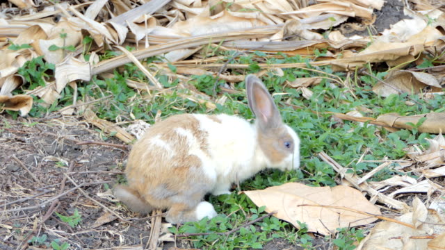 Wild-rabbit-in-nature.