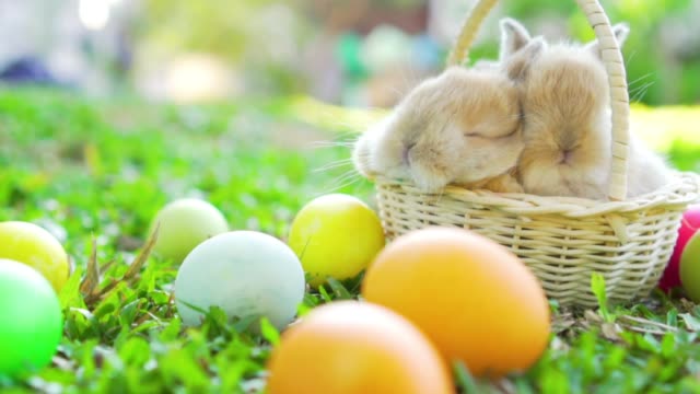 Little-brown-easter-bunnies-holland-lop-sleeping-on-wicker-basket.