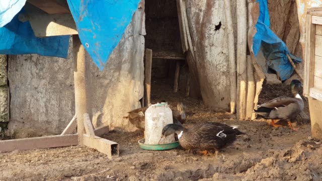 Pollo-y-patos-comiendo-en-una-antigua-casa-de-campo