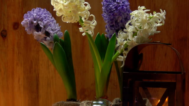 Hyacinths-on-a-table-with-a-festive-Easter-setting