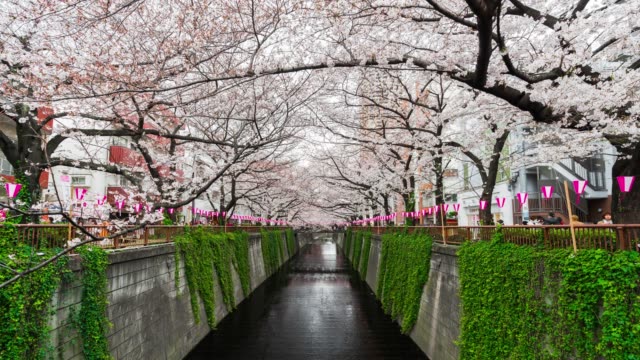 time-lapse-of-Cherry-blossom-festival-in-full-bloom-at-Meguro-River,-Tokyo,-Japan