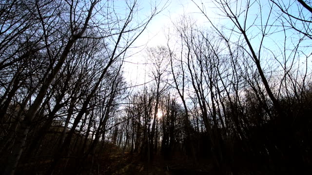 Kamerabewegung-zwischen-Bäumen-ohne-Blätter.-Die-Sonne-scheint-in-die-Kamera-gegen-den-blauen-Himmel-und-die-Äste.-Die-dunkle-Landschaft
