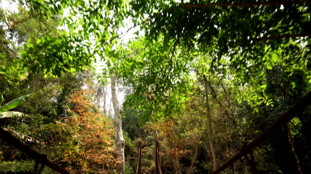 Cámara-se-mueve-y-se-desplaza-a-través-de-un-puente-colgante-de-madera-en-la-selva-en-el-Parque-Nacional