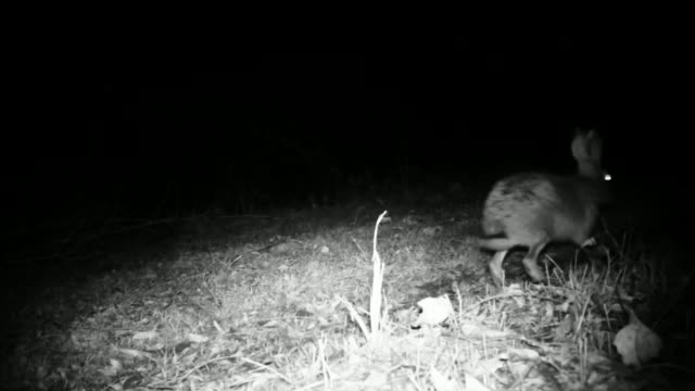 Europäischer-Hase-(Lepus-Europaeus)-Nahansicht-in-der-Nacht