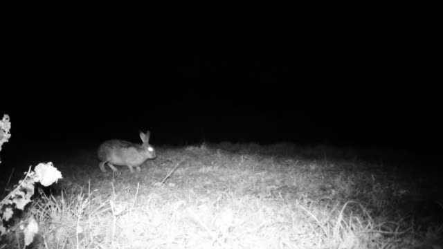 Beauty-European-Hare-(Lepus-Europaeus)-in-the-Night-in-a-Grass