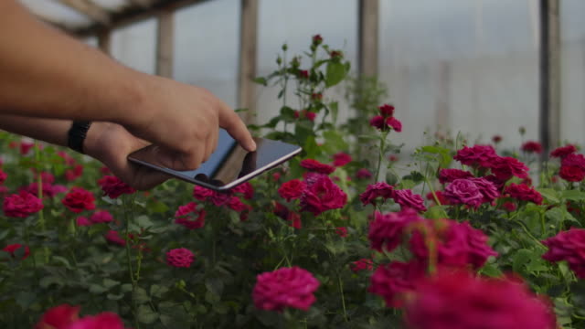 Close-up-hands-gardener-florist.-modern-rose-farmers-walk-through-the-greenhouse-with-a-plantation-of-flowers,-touch-the-buds-and-touch-the-screen-of-the-tablet