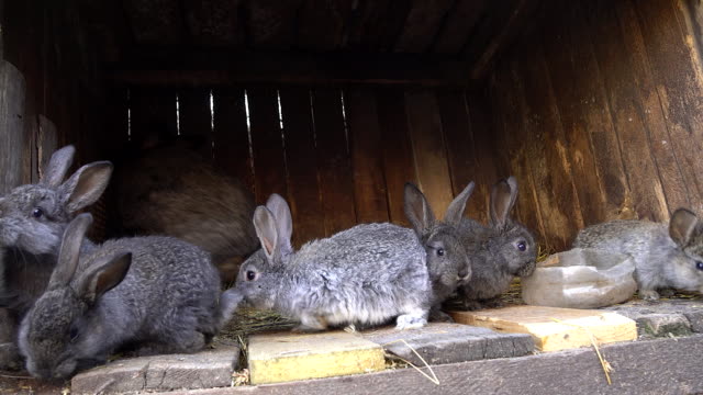 Domestic-rabbits-in-a-cage.-Bunny-sniffing.-Domestic-farming.