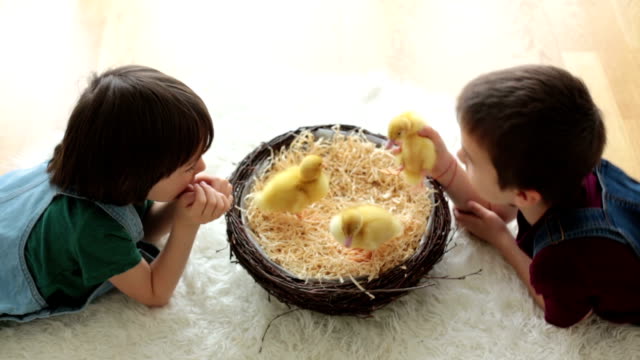 Cute-little-children,-boy-brothers,-playing-with-ducklings-springtime,-together,-little-friend,-childhood-happiness