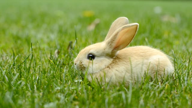 kaninchen