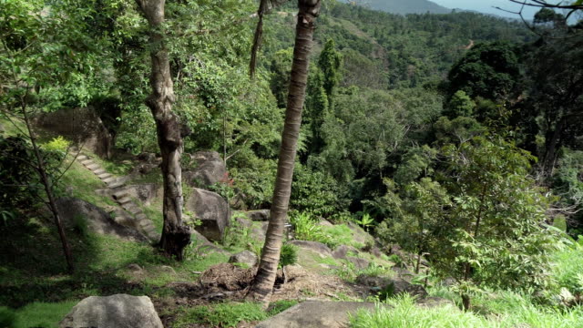 Beautiful-tropical-vegetation-of-Paradise-Park-Farm-Samui-stock-footage-video