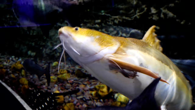 Aquarium-mit-großer-Vielfalt-an-Fischen.-Schöne-Fische-im-Aquarium-im-national-Zoo-in-Dubai