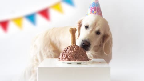 Haustier-Leben-zu-Hause.-Lustiges-Video-aus-den-Geburtstag-des-Hundes---schöne-golden-Retriever-Fleisch-Kuchen-essen