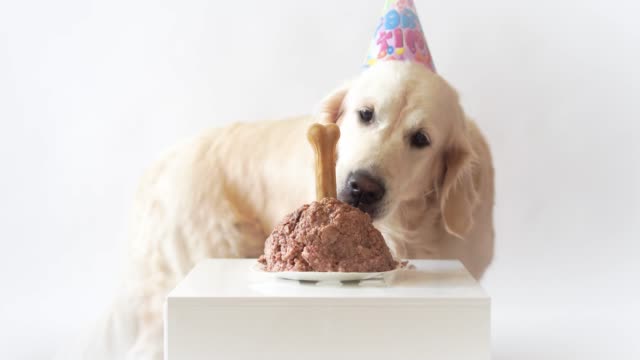 vida-del-animal-doméstico-en-casa.-video-gracioso-del-cumpleaños-del-perro---perro-perdiguero-de-oro-hermoso-comiendo-pastel-de-carne
