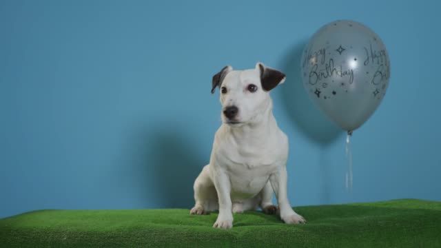 Jack-Russell-Terrier-Hund-mit-alles-Gute-zum-Geburtstag-Ballon-auf-Türkis-Hintergrund