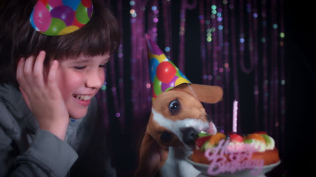 4-k-Geburtstag-Beagle-Hund-essen-Kuchen-mit-jungen