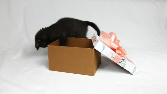 Lustige-schwarzes-Kätzchen-spielt-mit-der-rosa-Schleife-auf-der-Verpackung-der-Geschenke.