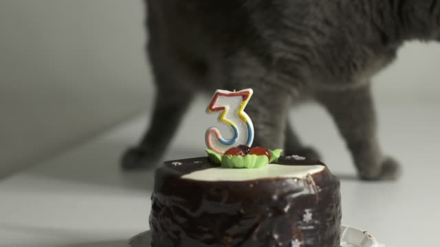 Graue-Katze-und-Geburtstag-Kuchen-mit-Kerze-Nummer-3