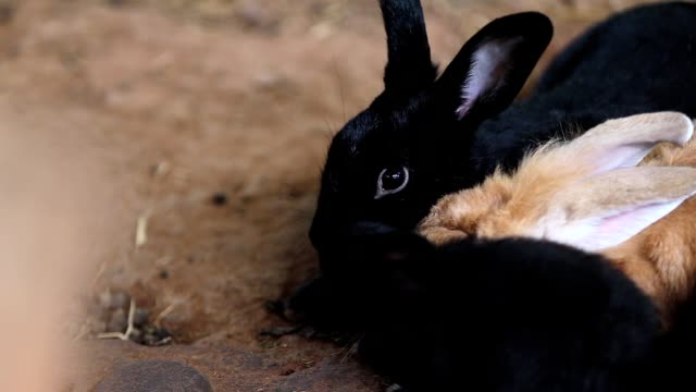 Closeup-eye-Animal-Bunny-or-Hare-or-Black-Rabbit-on-the-ground