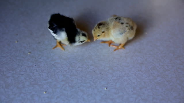 a-small-newborn-chicken-walks-on-a-wooden-table-and-pecks-grain.