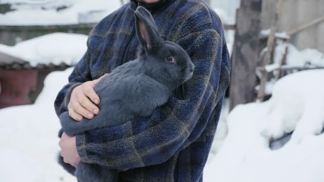 Un-agricultor-tiene-un-gran-conejo-azul-vienés-en-manos
